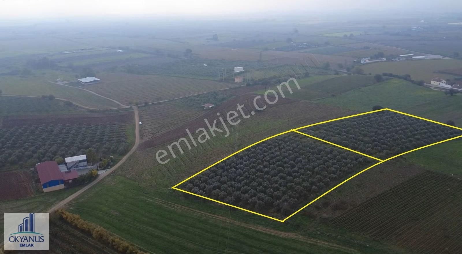 Üçpınar Da 24.800 M2 Zeytinlik, Elktrk-su-sondaj-yeraltı Damlama - Görsel 12