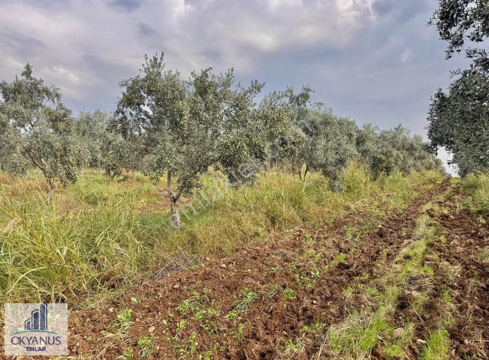 Üçpınar Da 24.800 M2 Zeytinlik, Elktrk-su-sondaj-yeraltı Damlama - Görsel 24
