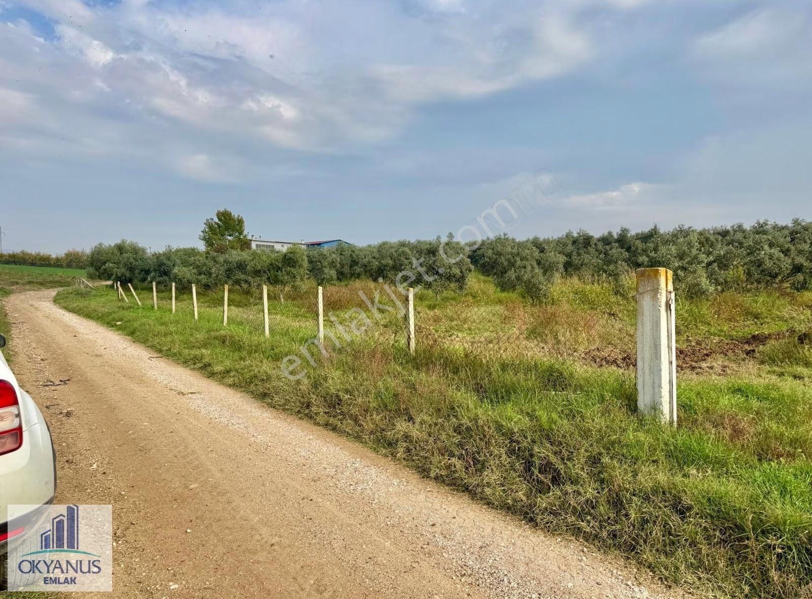 Üçpınar Da 24.800 M2 Zeytinlik, Elktrk-su-sondaj-yeraltı Damlama - Görsel 2