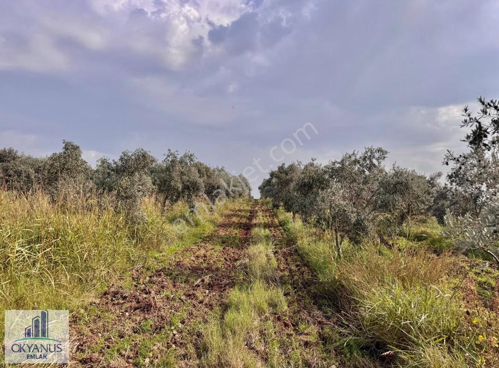 Üçpınar Da 24.800 M2 Zeytinlik, Elktrk-su-sondaj-yeraltı Damlama - Görsel 27