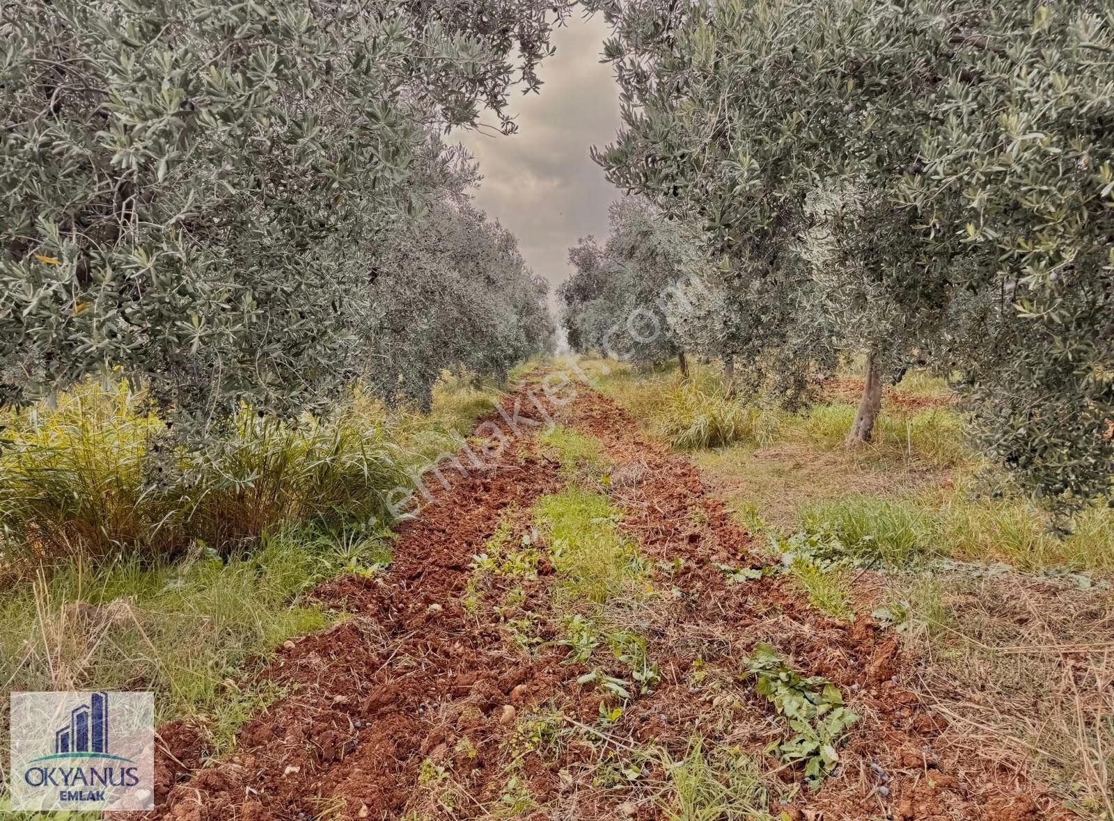 Üçpınar Da 24.800 M2 Zeytinlik, Elktrk-su-sondaj-yeraltı Damlama - Görsel 5