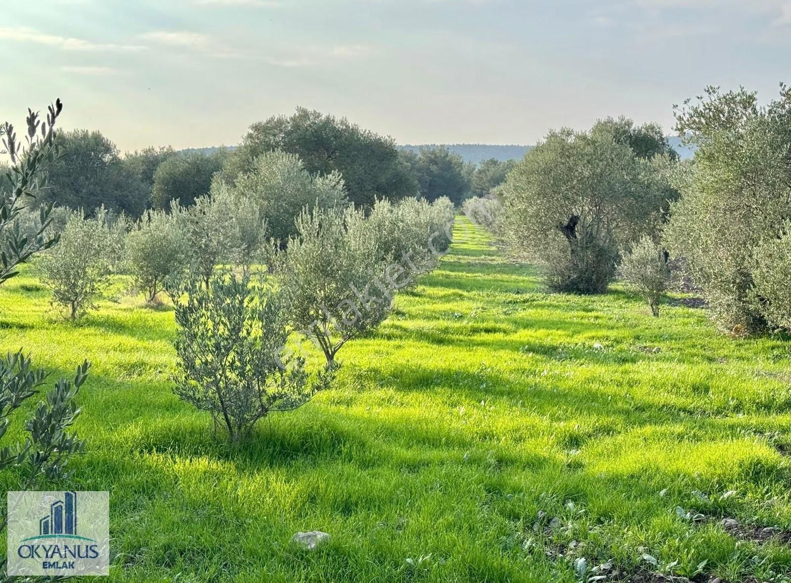 Sarma Da 9.675 M2 Zeytinlik, Yolu Var, Köye Yakın - Görsel 8