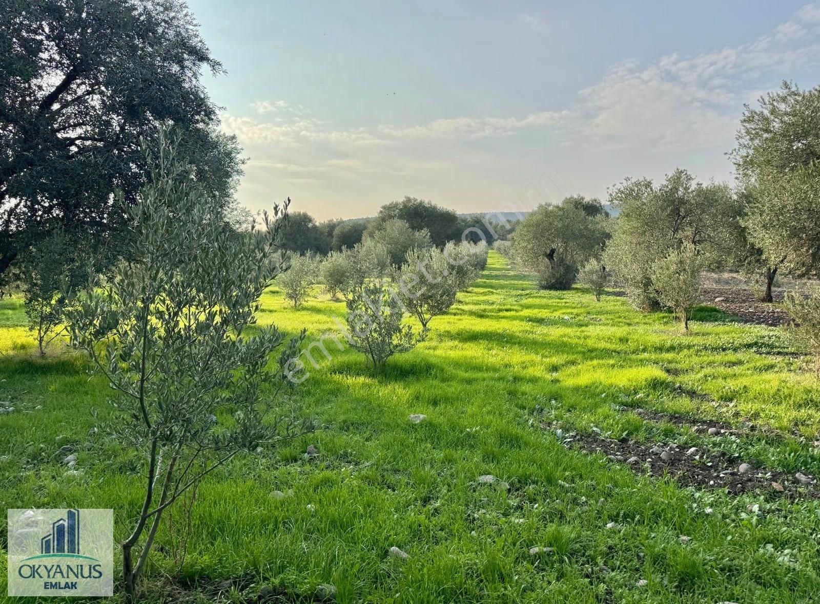 Sarma Da 9.675 M2 Zeytinlik, Yolu Var, Köye Yakın - Görsel 3