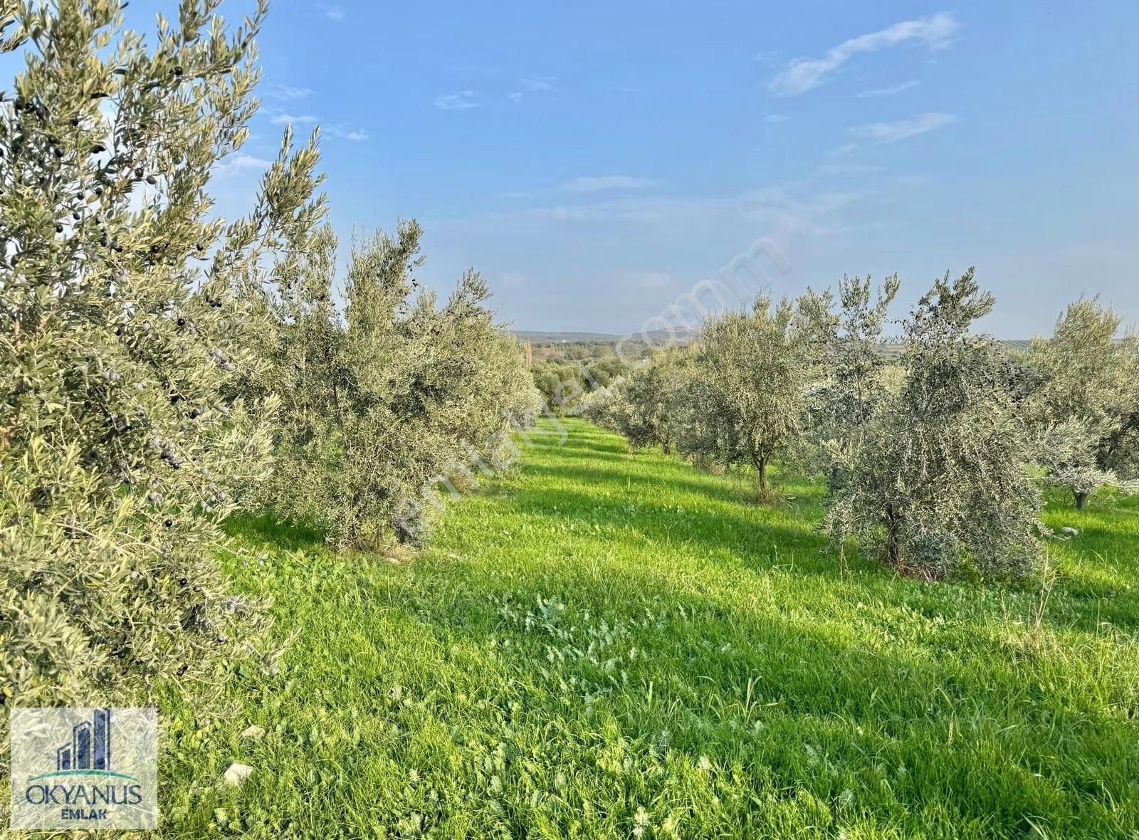 Sarma Da 9.675 M2 Zeytinlik, Yolu Var, Köye Yakın - Görsel 25