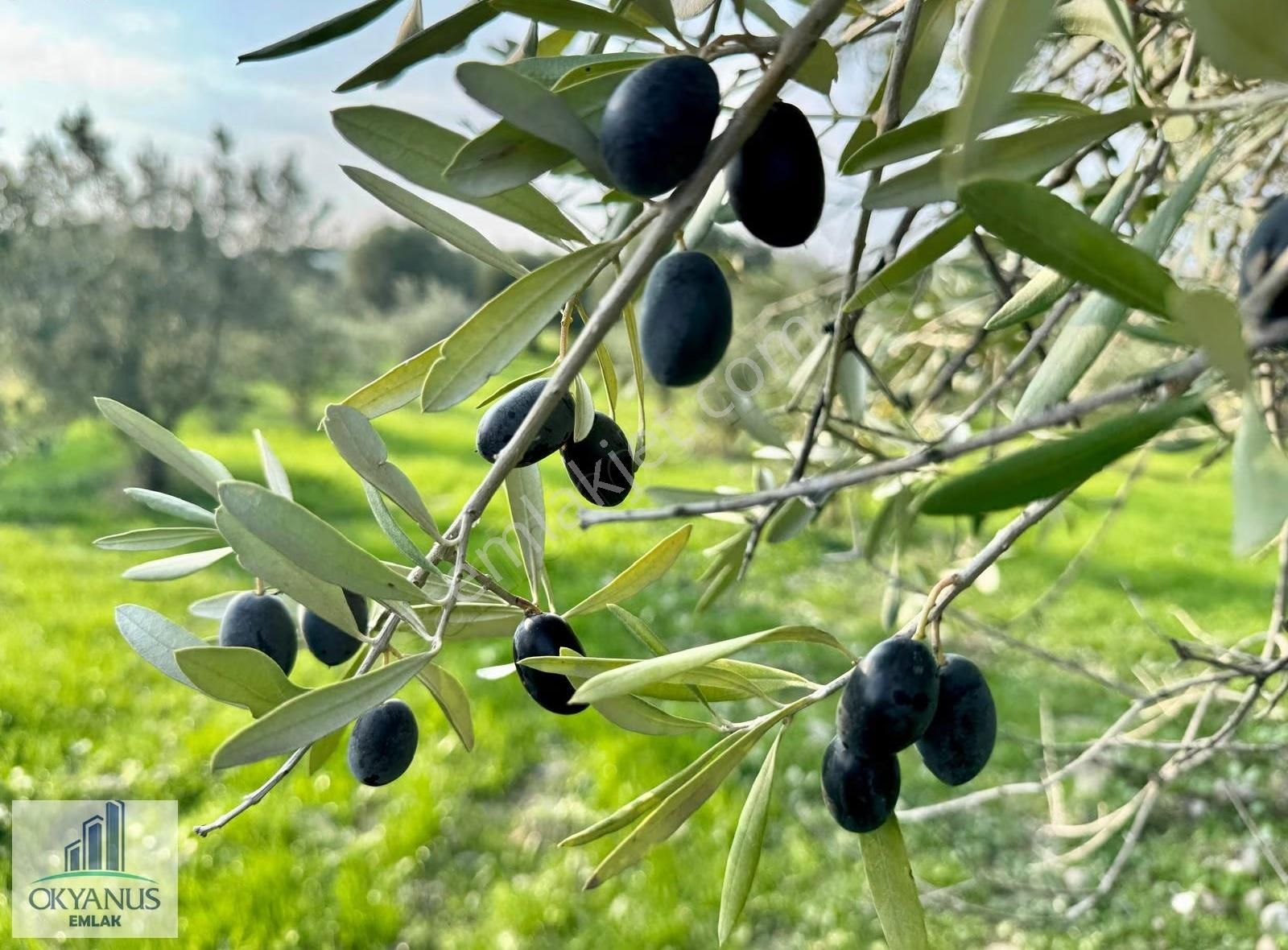 Sarma Da 9.675 M2 Zeytinlik, Yolu Var, Köye Yakın - Görsel 27