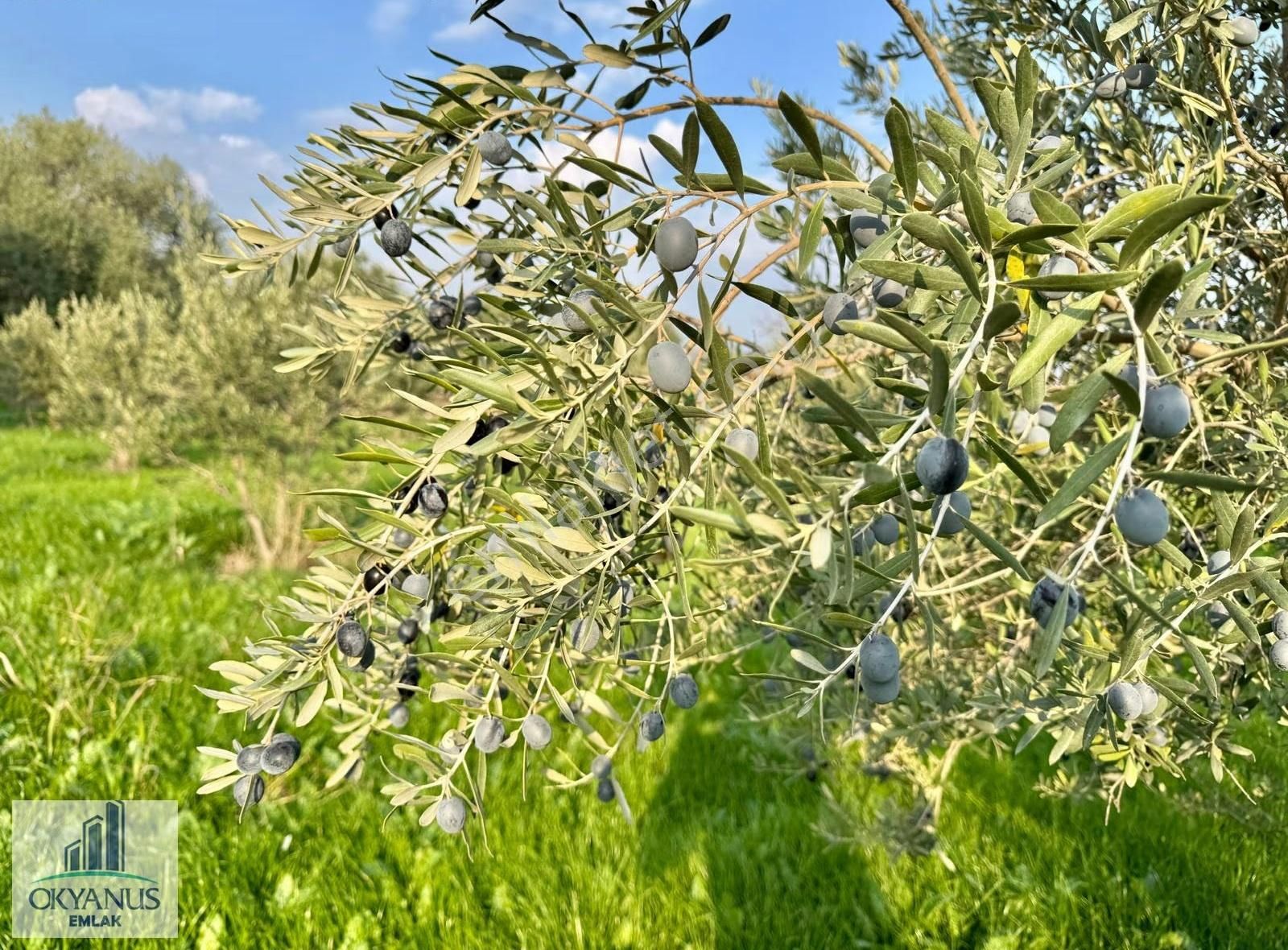 Sarma Da 9.675 M2 Zeytinlik, Yolu Var, Köye Yakın - Görsel 19