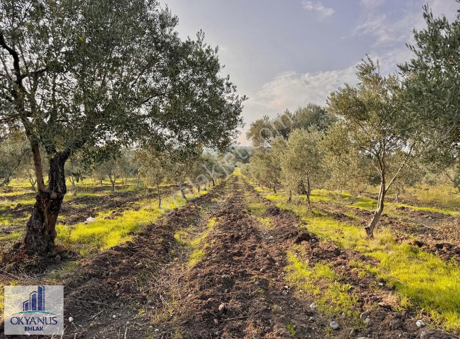 Sarma Da 9.675 M2 Zeytinlik, Yolu Var, Köye Yakın - Görsel 5