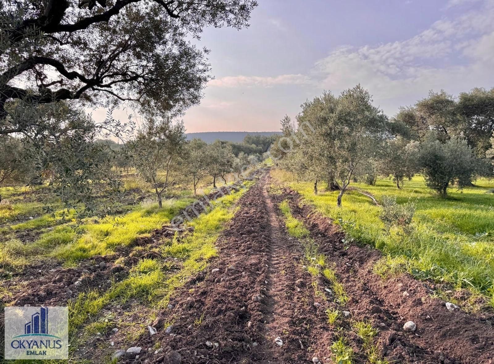Sarma Da 9.675 M2 Zeytinlik, Yolu Var, Köye Yakın - Görsel 23