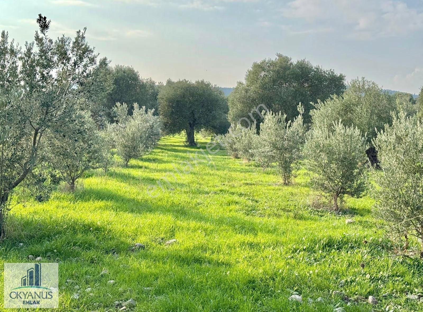 Sarma Da 9.675 M2 Zeytinlik, Yolu Var, Köye Yakın - Görsel 6