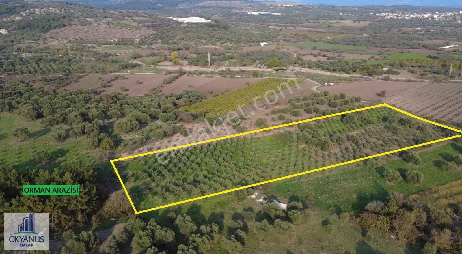 Sarma Da 9.675 M2 Zeytinlik, Yolu Var, Köye Yakın - Görsel 24