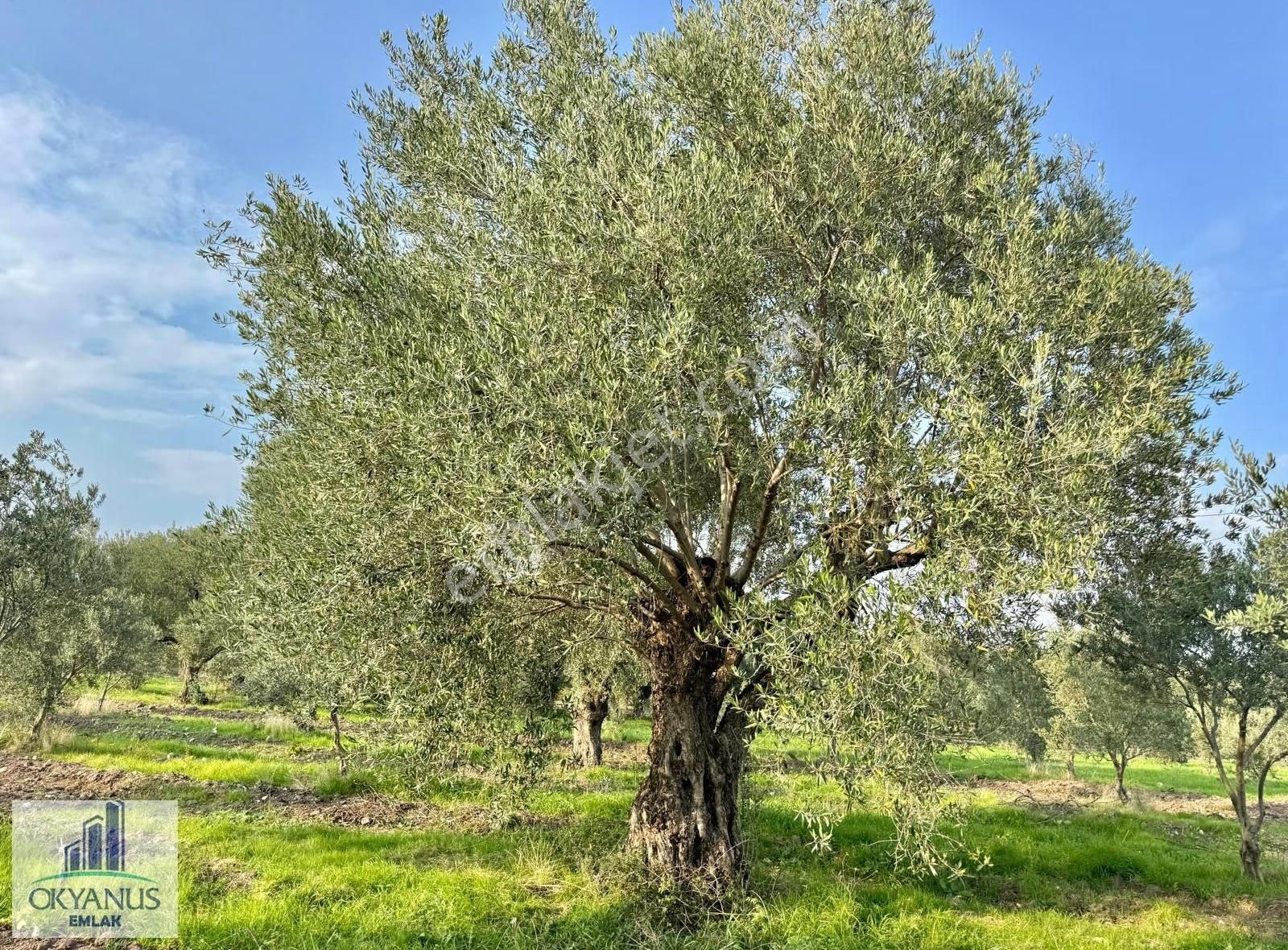 Sarma Da 9.675 M2 Zeytinlik, Yolu Var, Köye Yakın - Görsel 16