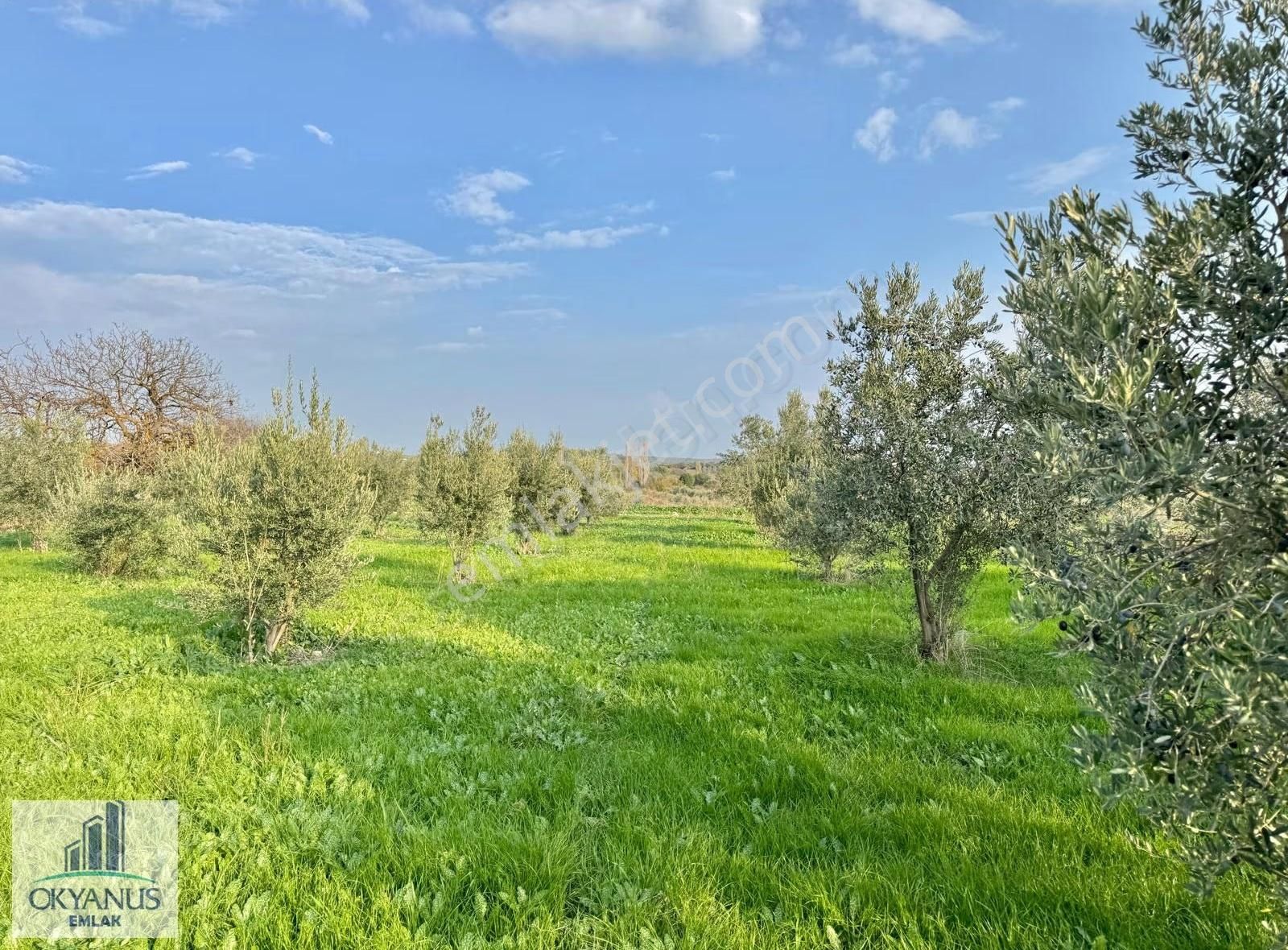 Sarma Da 9.675 M2 Zeytinlik, Yolu Var, Köye Yakın - Görsel 21
