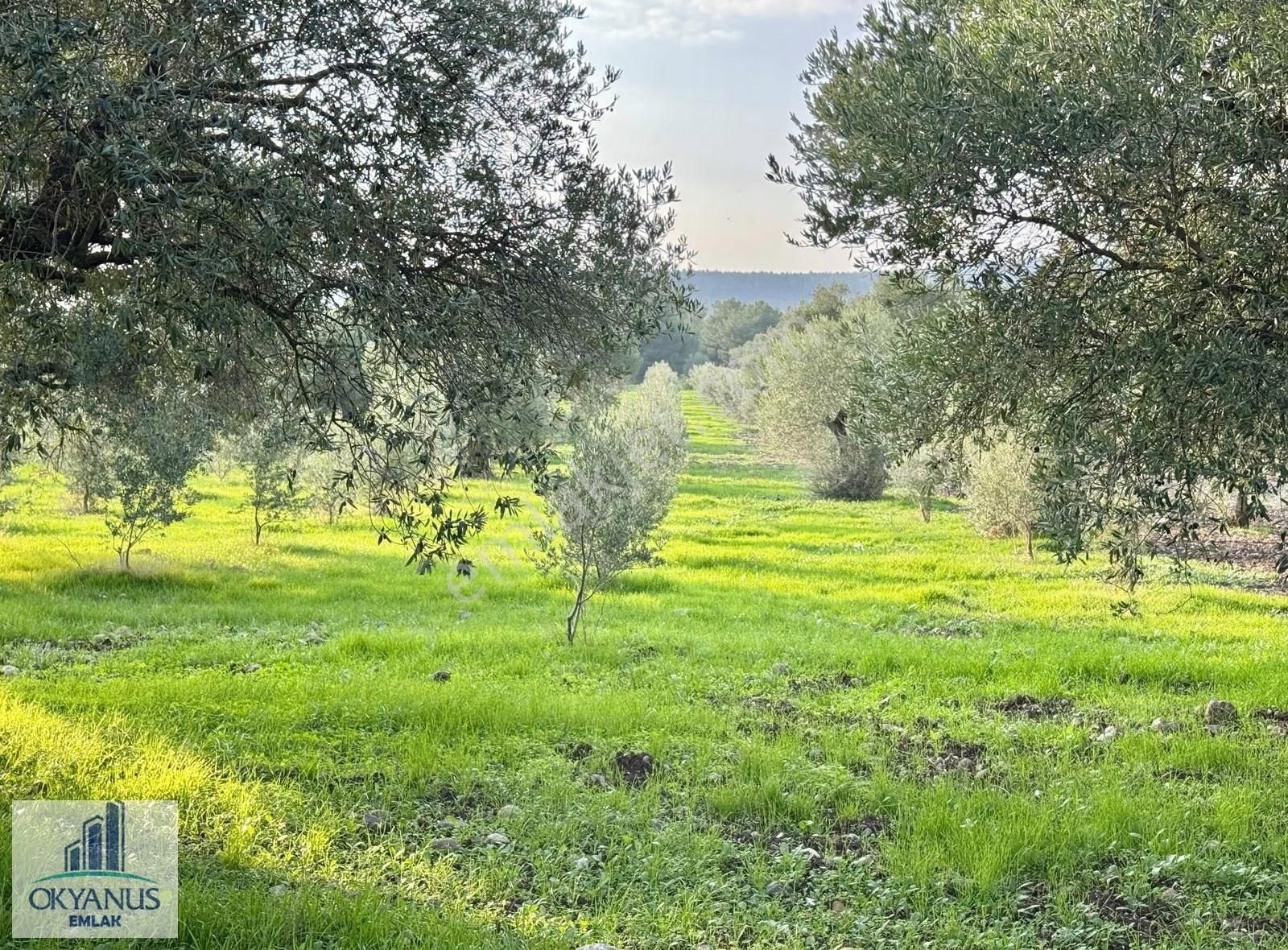 Sarma Da 9.675 M2 Zeytinlik, Yolu Var, Köye Yakın - Görsel 14