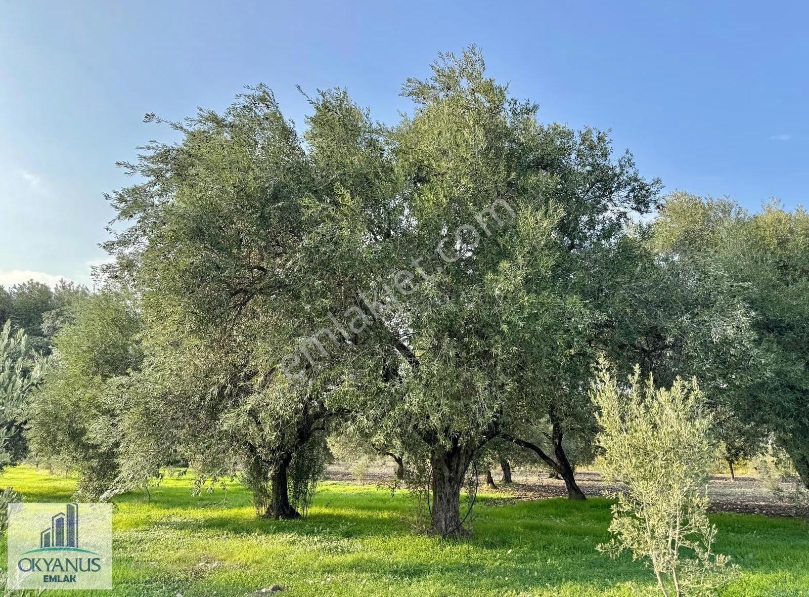 Sarma Da 9.675 M2 Zeytinlik, Yolu Var, Köye Yakın - Görsel 33