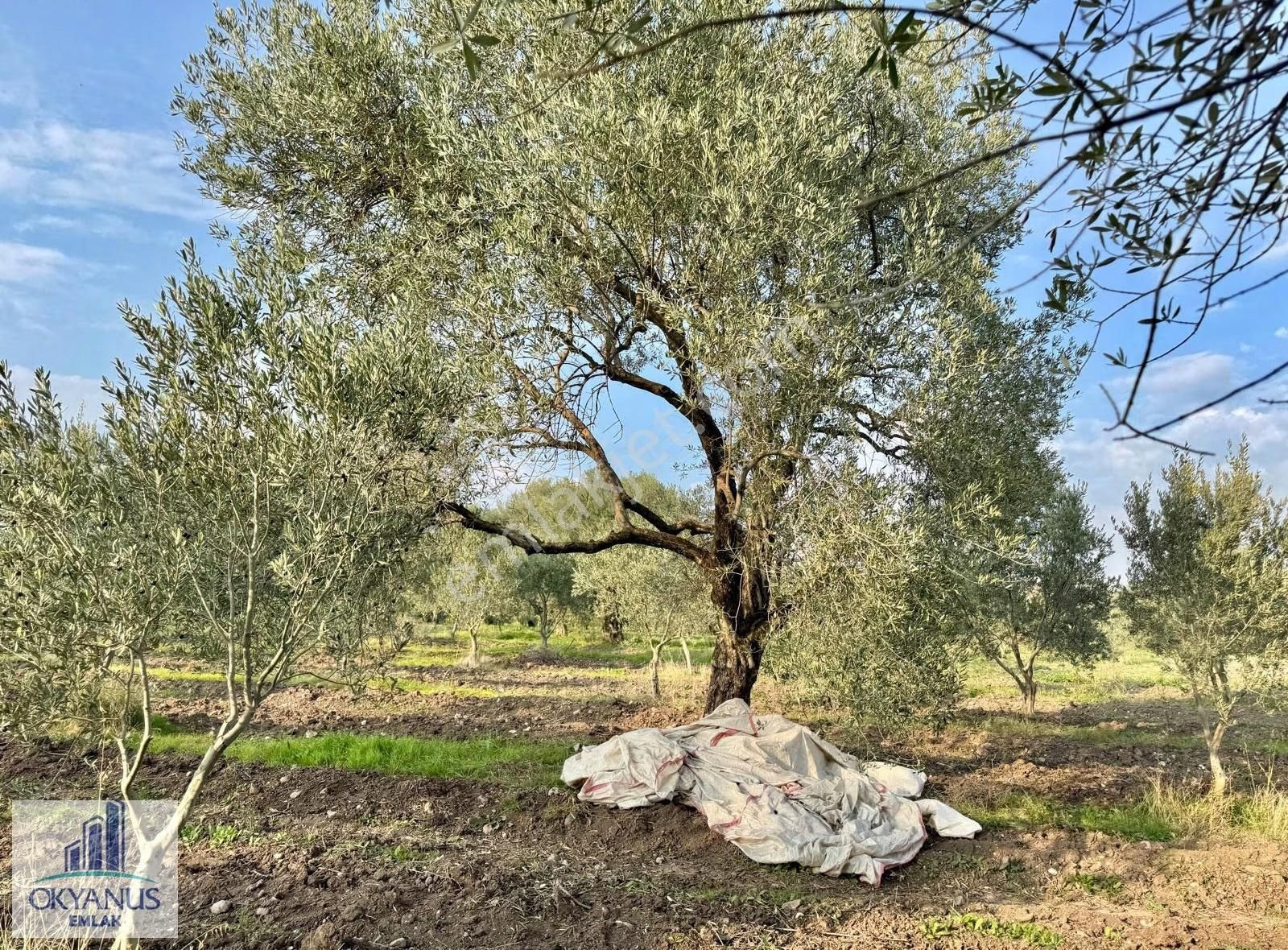 Sarma Da 9.675 M2 Zeytinlik, Yolu Var, Köye Yakın - Görsel 18