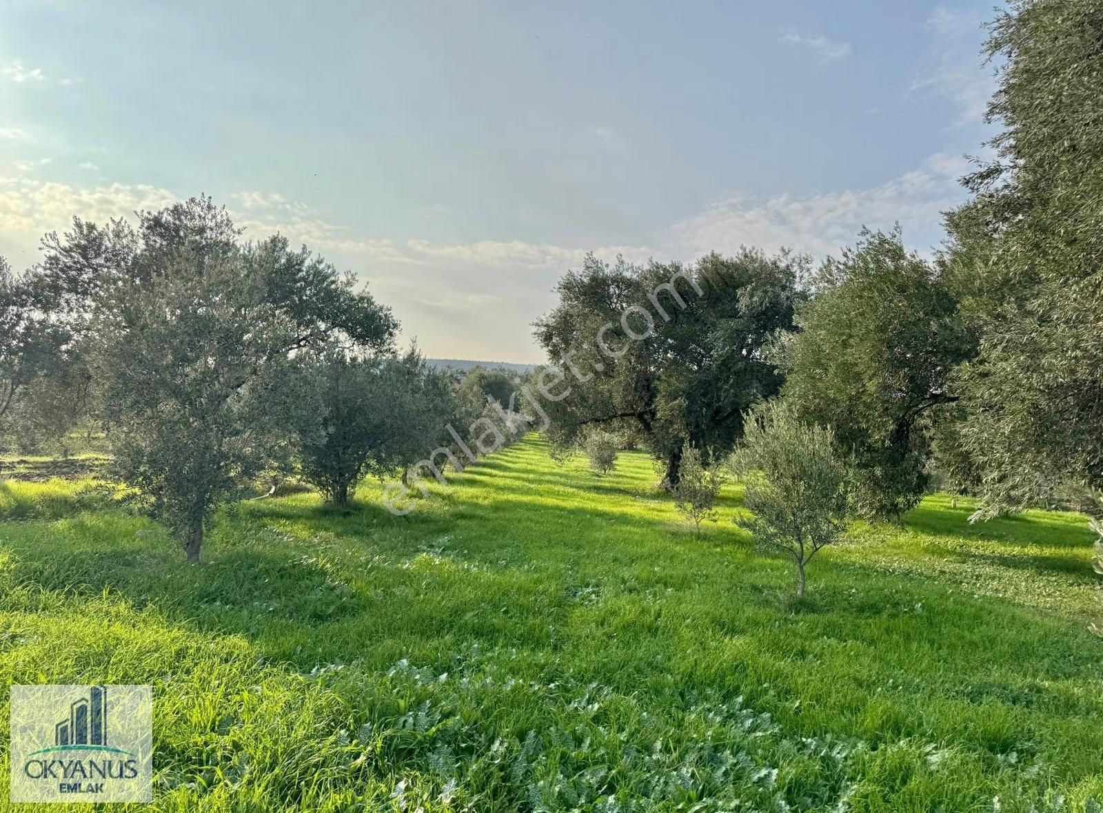 Sarma Da 9.675 M2 Zeytinlik, Yolu Var, Köye Yakın - Görsel 10