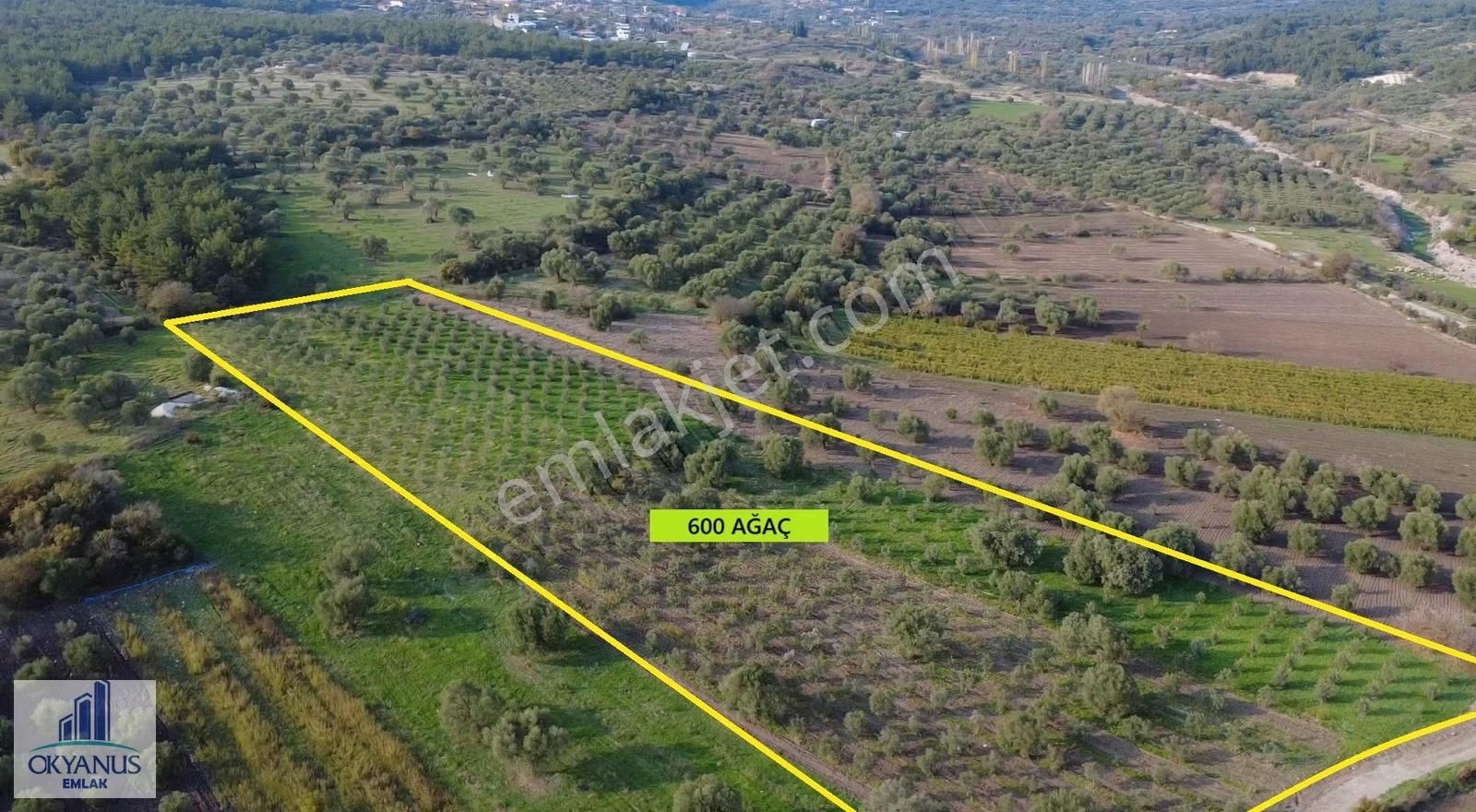 Sarma Da 9.675 M2 Zeytinlik, Yolu Var, Köye Yakın - Görsel 12