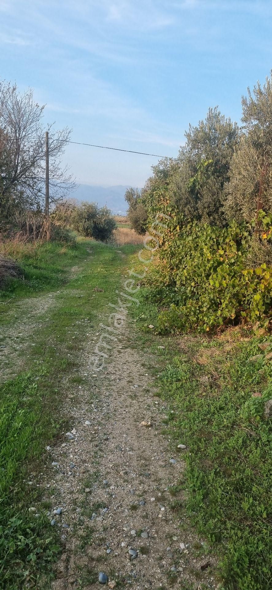 Aydın Nazilli Yöntem Emlaktan Yenipazar Donduran Mahallesi Satılık Hobi Bahçesi - Görsel 14