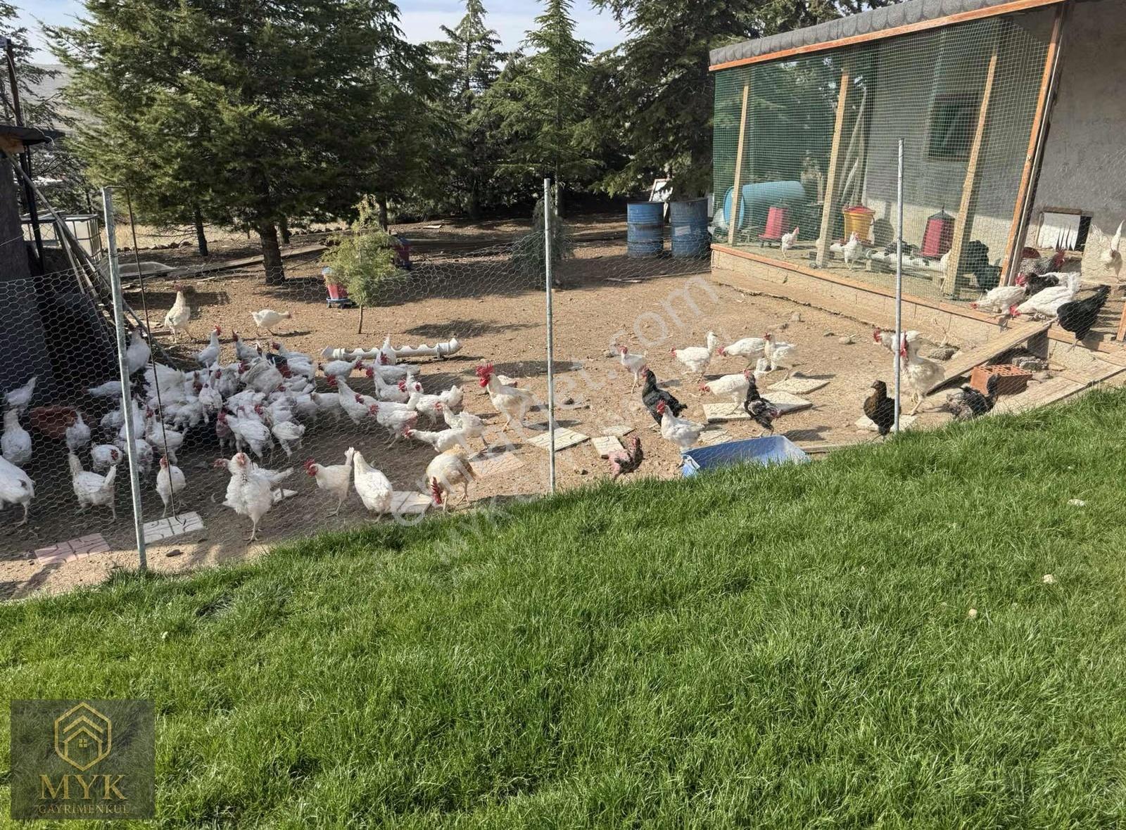 Çubuk Aşağı Çavundur' Da 10 Dönüm Mükemmel Manzaralı Çiftlik - Görsel 25