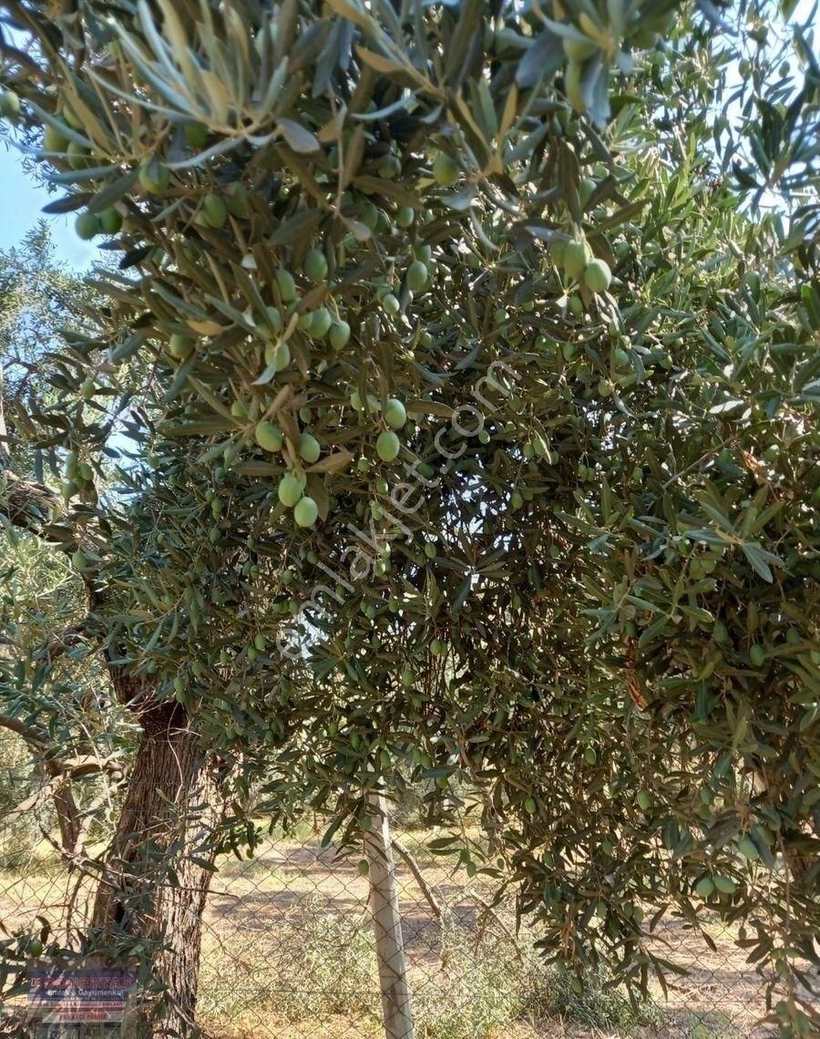 Dönertaş Emlaktan Atça Sultanhisar Kavaklı Yolu Üzerinde Zeytinlik - Görsel 14