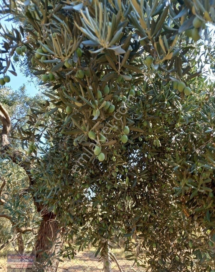 Dönertaş Emlaktan Atça Sultanhisar Kavaklı Yolu Üzerinde Zeytinlik - Görsel 15