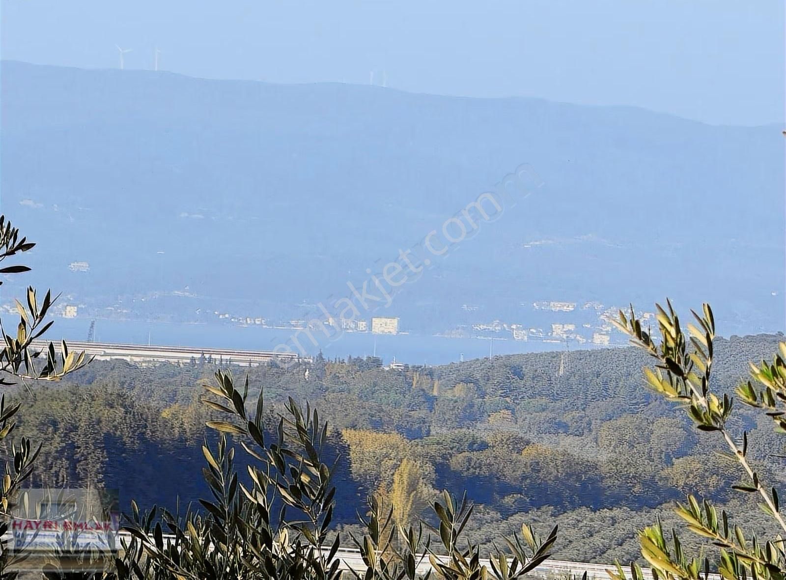 Gemlik Gencalide Deniz Manzaralı 6060 M2 Togga Yakın Zeytinlik - Görsel 6