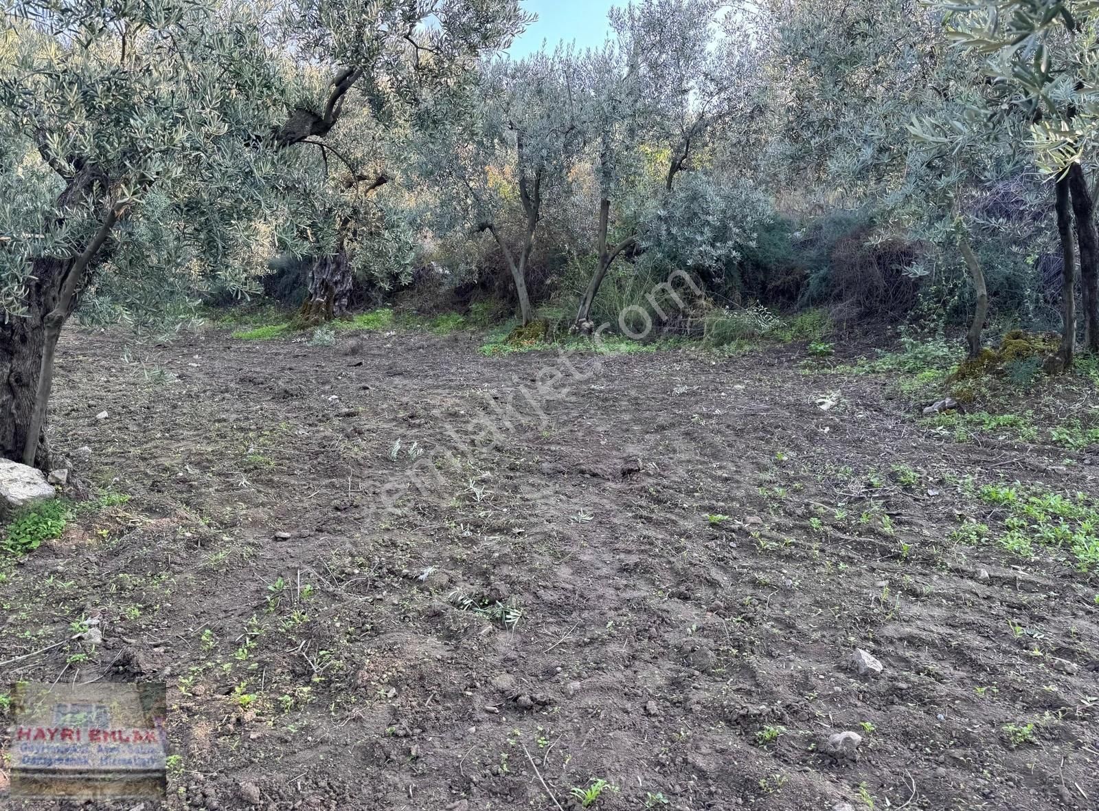 Gemlik Gencalide Deniz Manzaralı 6060 M2 Togga Yakın Zeytinlik - Görsel 26