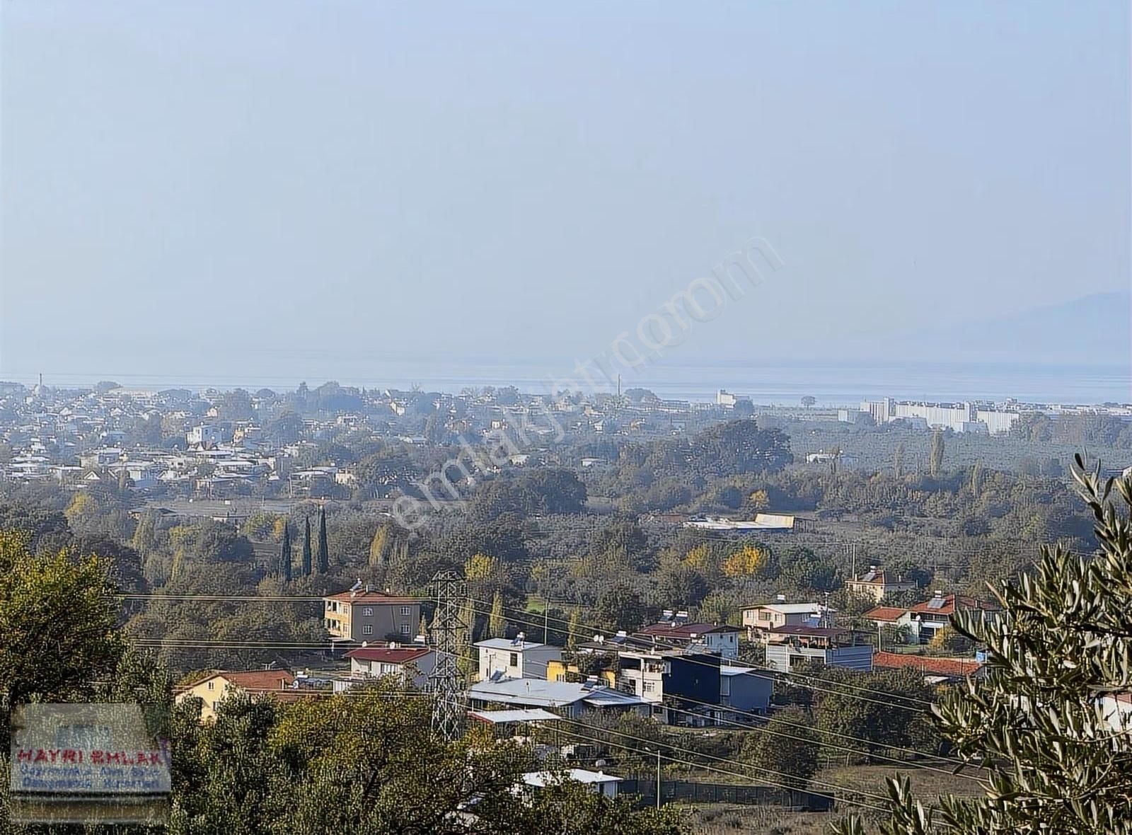 Gemlik Gencalide Deniz Manzaralı 6060 M2 Togga Yakın Zeytinlik - Görsel 5