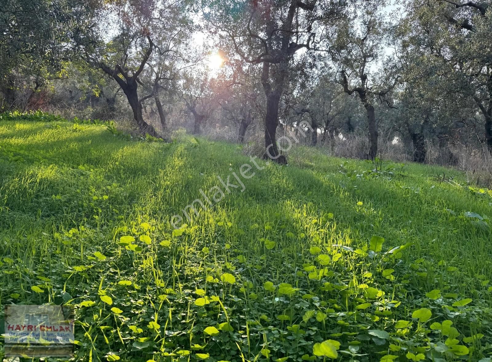 Gemlikte Yalova-bursa Yoluna 100 Metre 2835 M2 İmara Sıfır - Görsel 15
