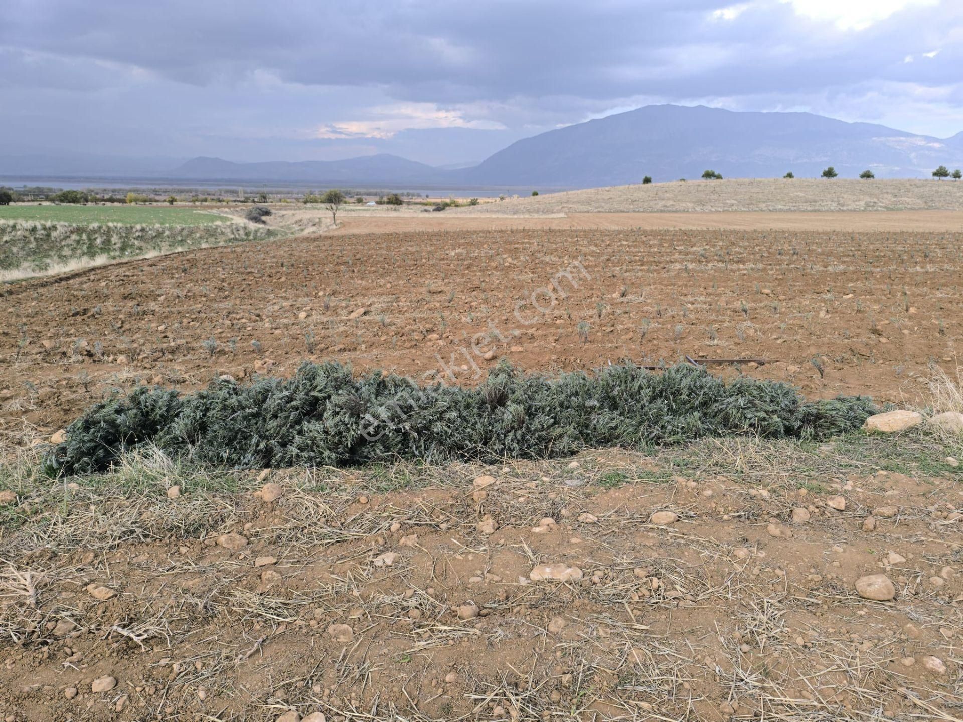 Göl Manzaralı | 16.000 M² Lavanta Bahçesi | İntermedia Cinsi - Görsel 8