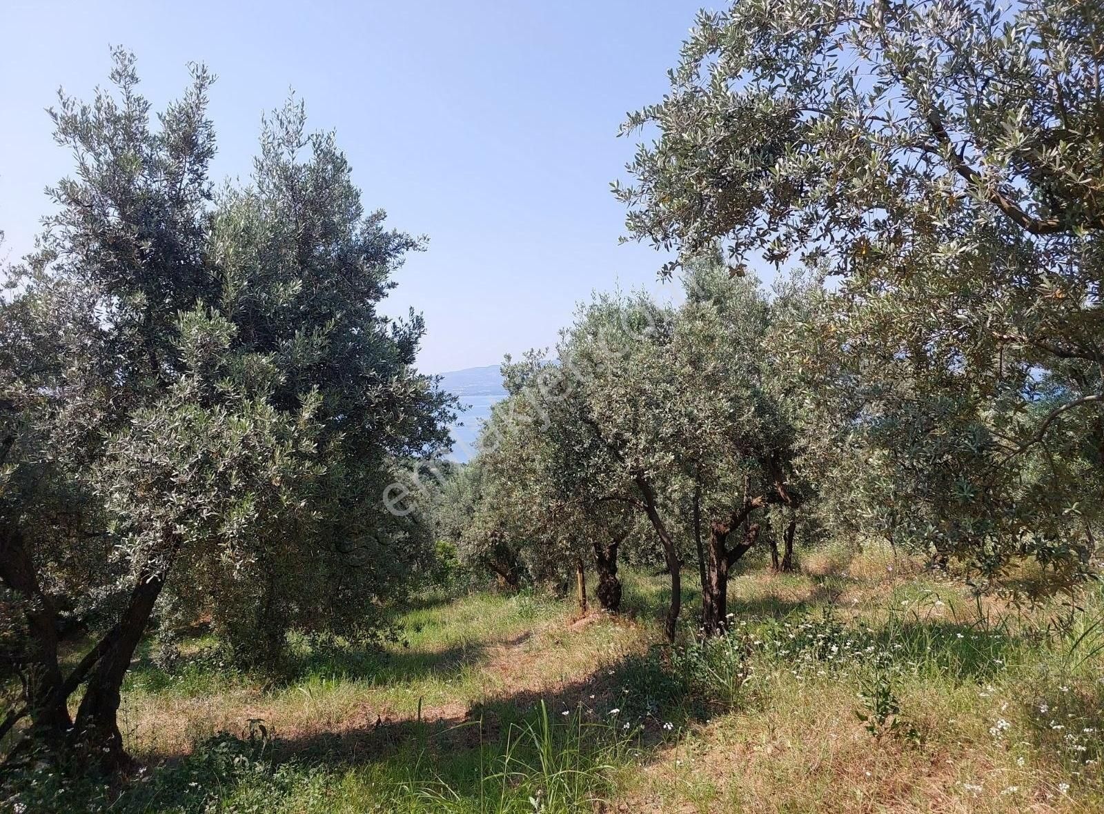 Bursa Orhangazi Dutluca'da Eşsiz Göl Manzaralı 1333m2 Zeytinlik - Görsel 2