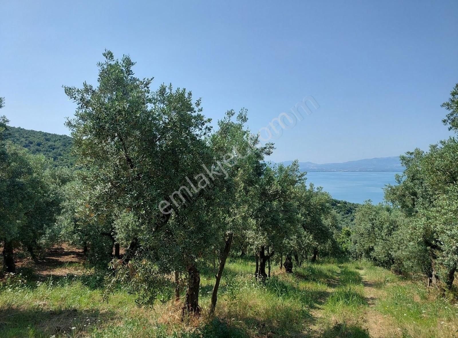 Bursa Orhangazi Dutluca'da Eşsiz Göl Manzaralı 1333m2 Zeytinlik - Görsel 8