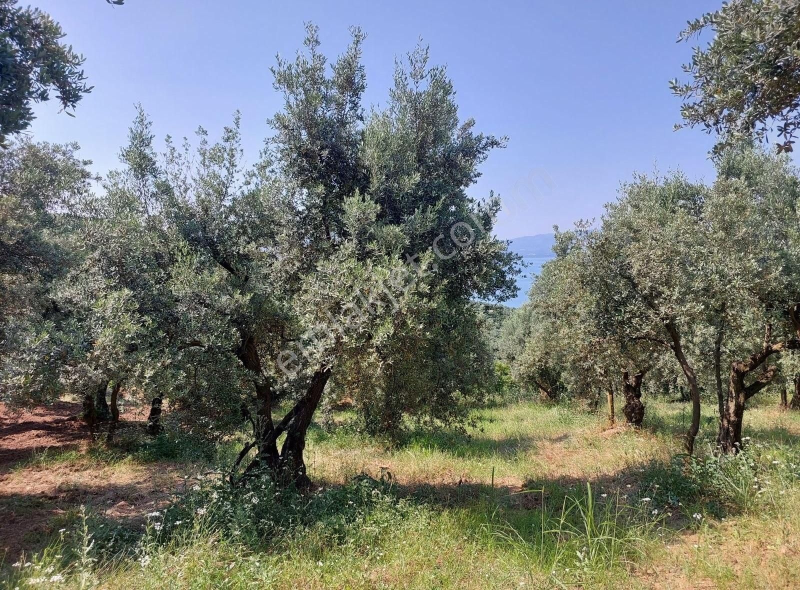 Bursa Orhangazi Dutluca'da Eşsiz Göl Manzaralı 1333m2 Zeytinlik - Görsel 10
