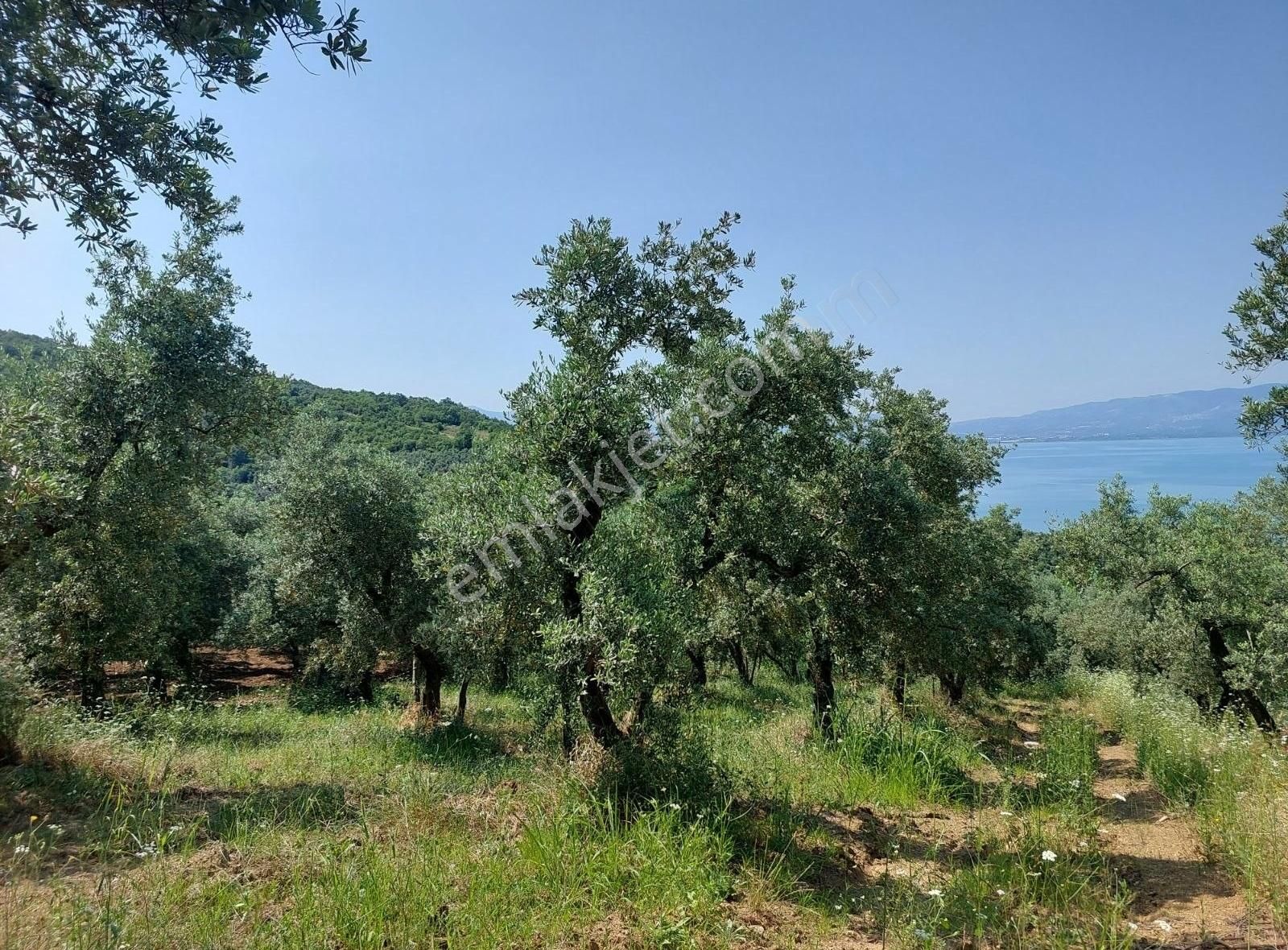 Bursa Orhangazi Dutluca'da Eşsiz Göl Manzaralı 1333m2 Zeytinlik - Görsel 11