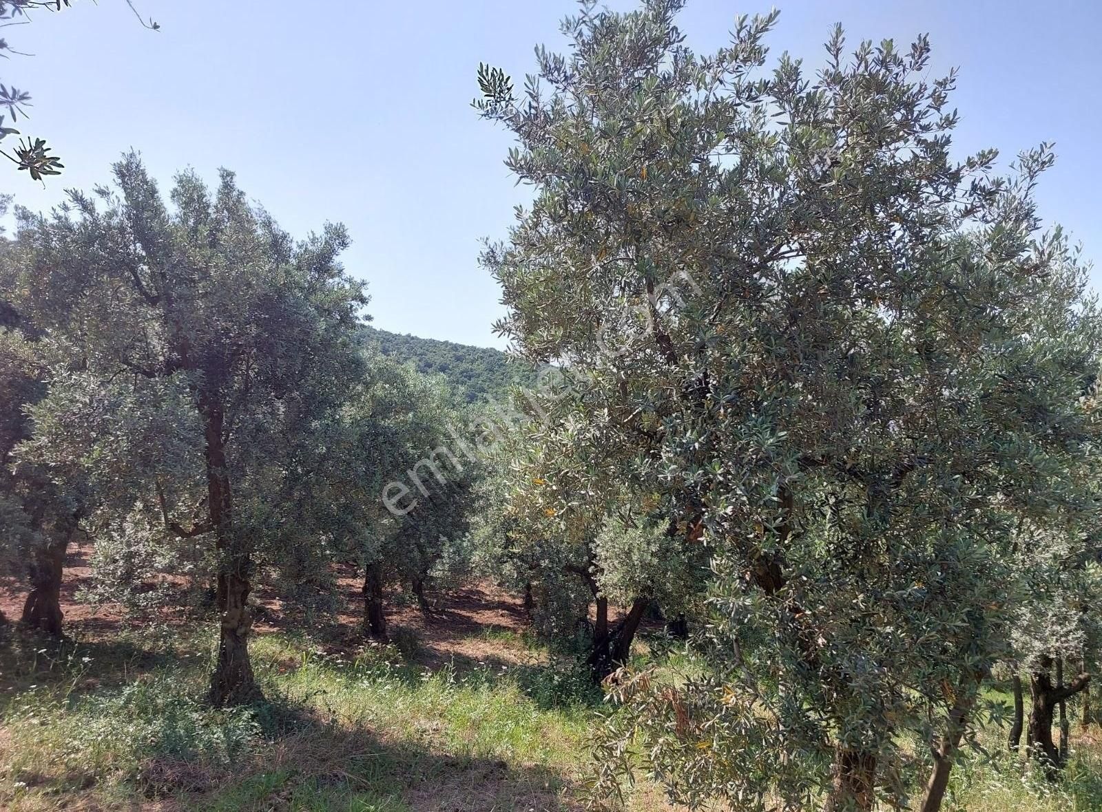 Bursa Orhangazi Dutluca'da Eşsiz Göl Manzaralı 1333m2 Zeytinlik - Görsel 13