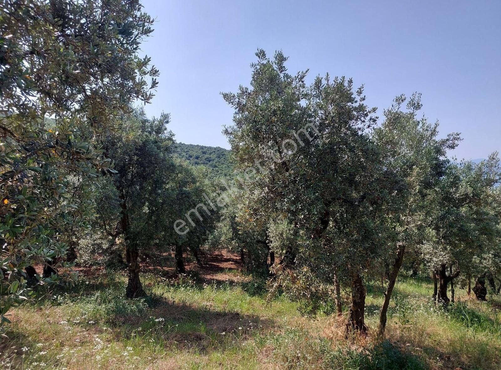 Bursa Orhangazi Dutluca'da Eşsiz Göl Manzaralı 1333m2 Zeytinlik - Görsel 7