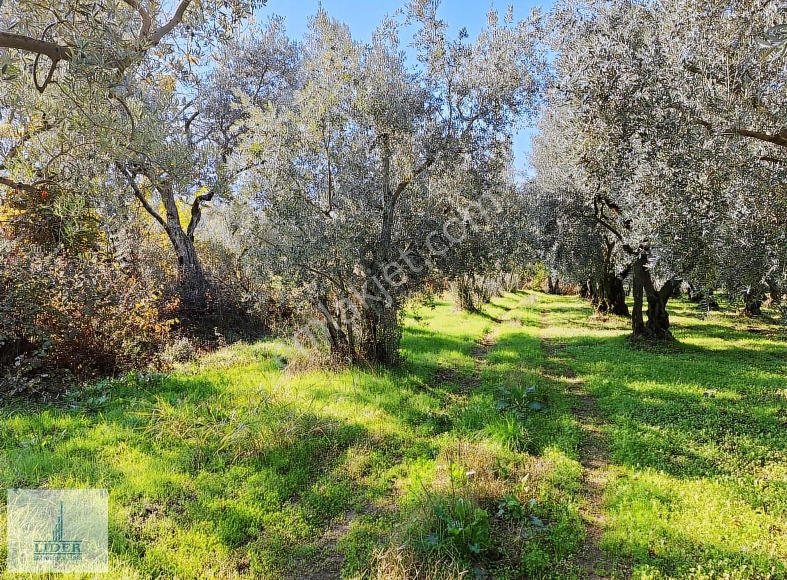 Bursa Orhangazi Heceler Mah.323m2 Hobi Bahçesi - Görsel 2