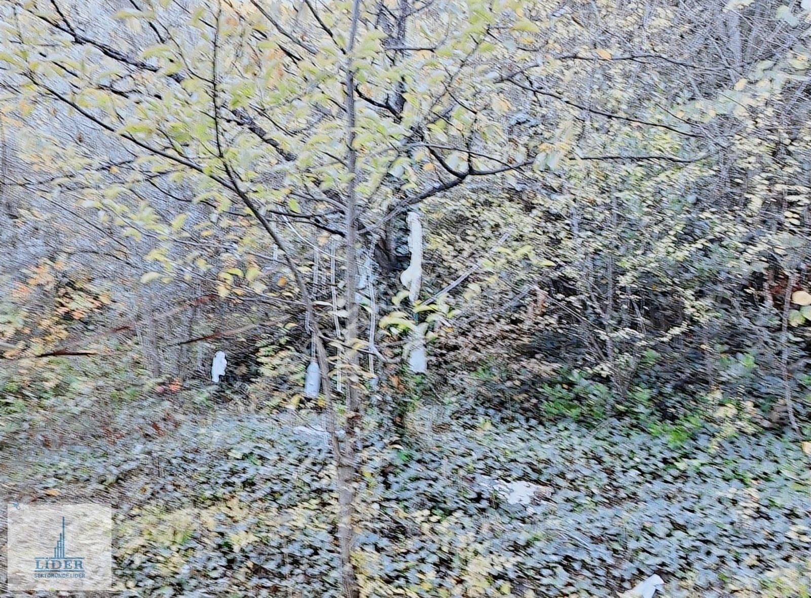 Bursa Orhangazi Heceler Mah.2270 M2 Yatırım İçin Uygun Zeytinlik - Görsel 4