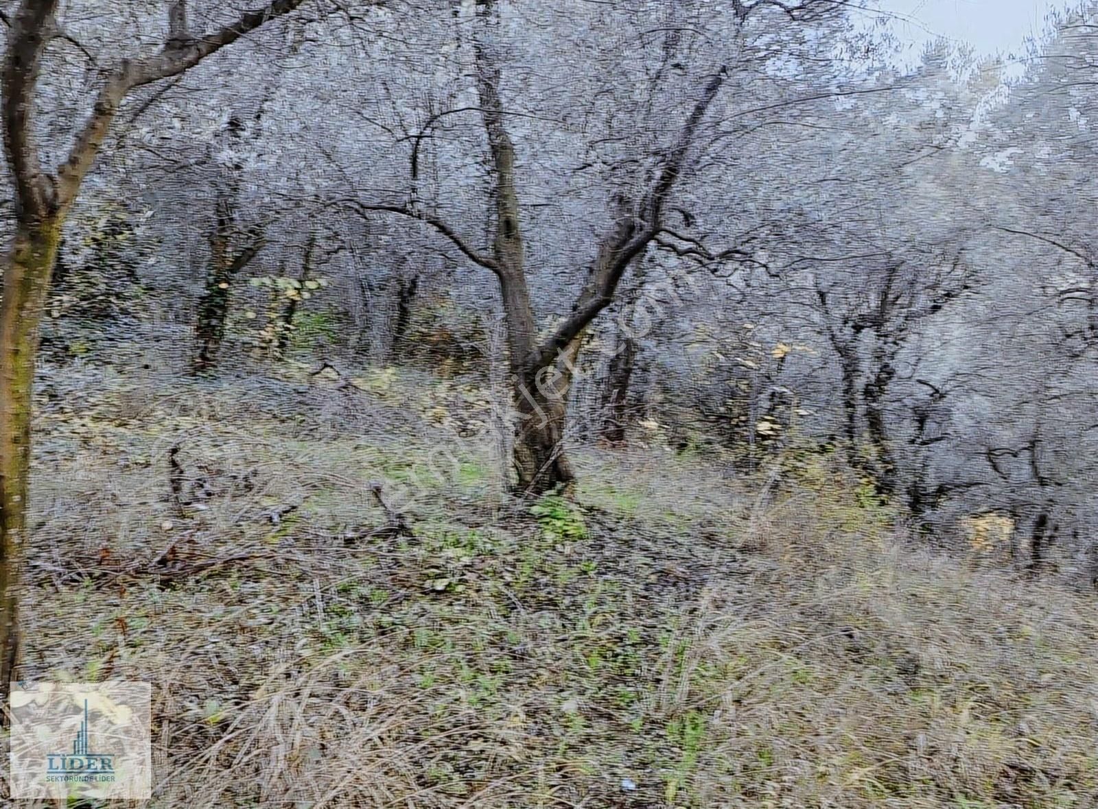 Bursa Orhangazi Heceler Mah.2270 M2 Yatırım İçin Uygun Zeytinlik - Görsel 5