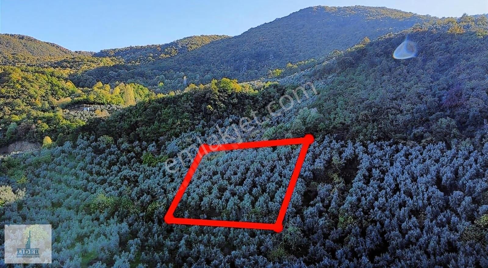 Bursa Orhangazi Heceler Mah.2270 M2 Yatırım İçin Uygun Zeytinlik - Görsel 21