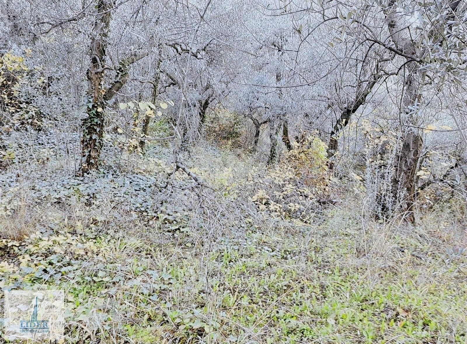 Bursa Orhangazi Heceler Mah.2270 M2 Yatırım İçin Uygun Zeytinlik - Görsel 22