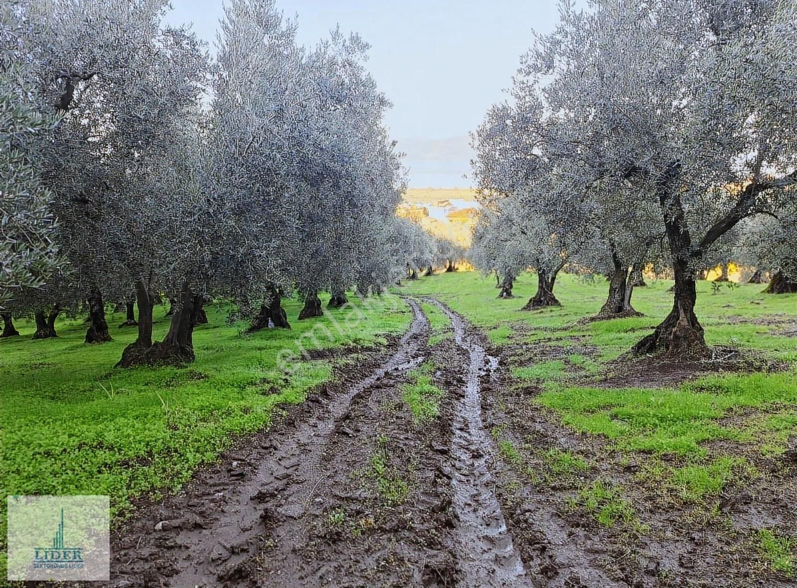 Bursa Orhangazi Heceler Mah.2270 M2 Yatırım İçin Uygun Zeytinlik - Görsel 19