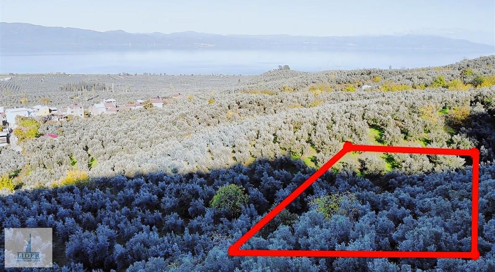 Bursa Orhangazi Heceler Mah.2270 M2 Yatırım İçin Uygun Zeytinlik - Görsel 12