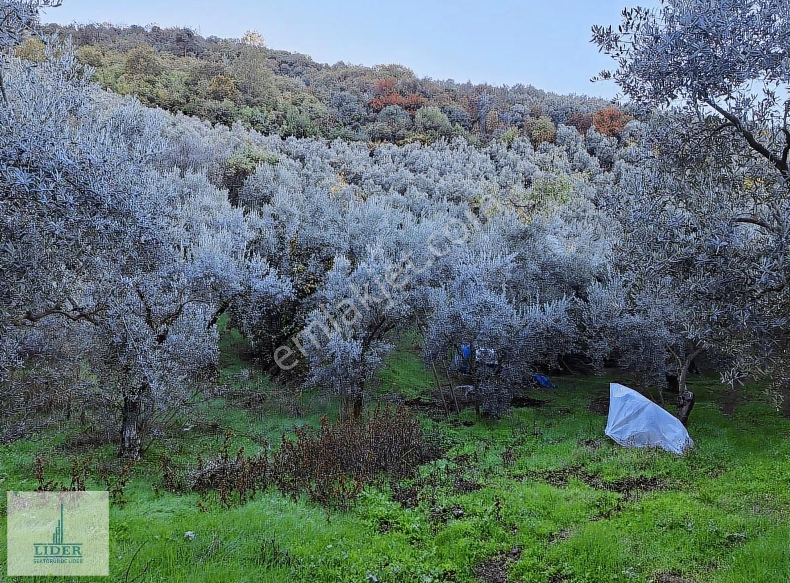 Bursa Orhangazi Heceler Mah.2270 M2 Yatırım İçin Uygun Zeytinlik - Görsel 10