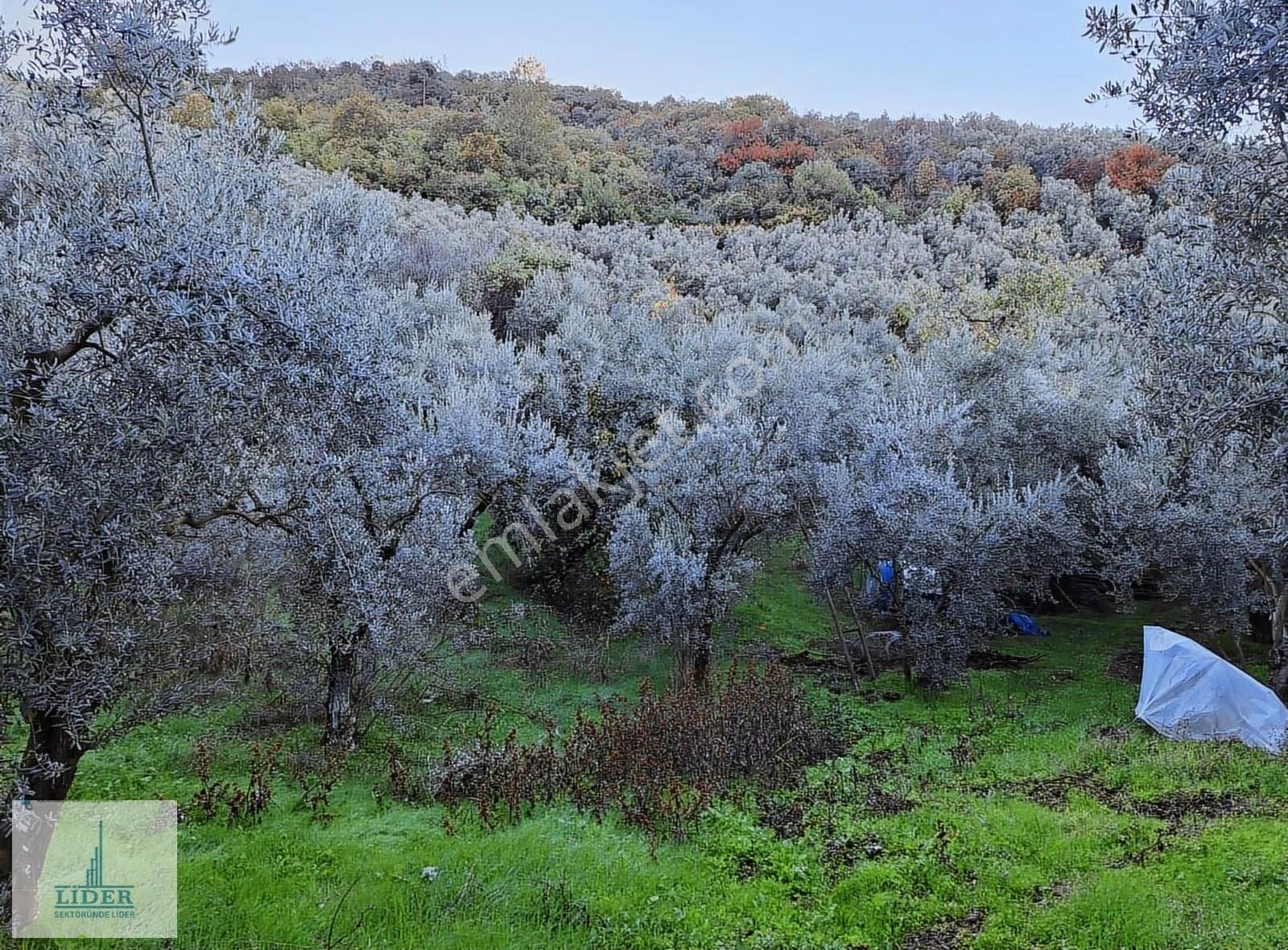 Bursa Orhangazi Heceler Mah.2270 M2 Yatırım İçin Uygun Zeytinlik - Görsel 18