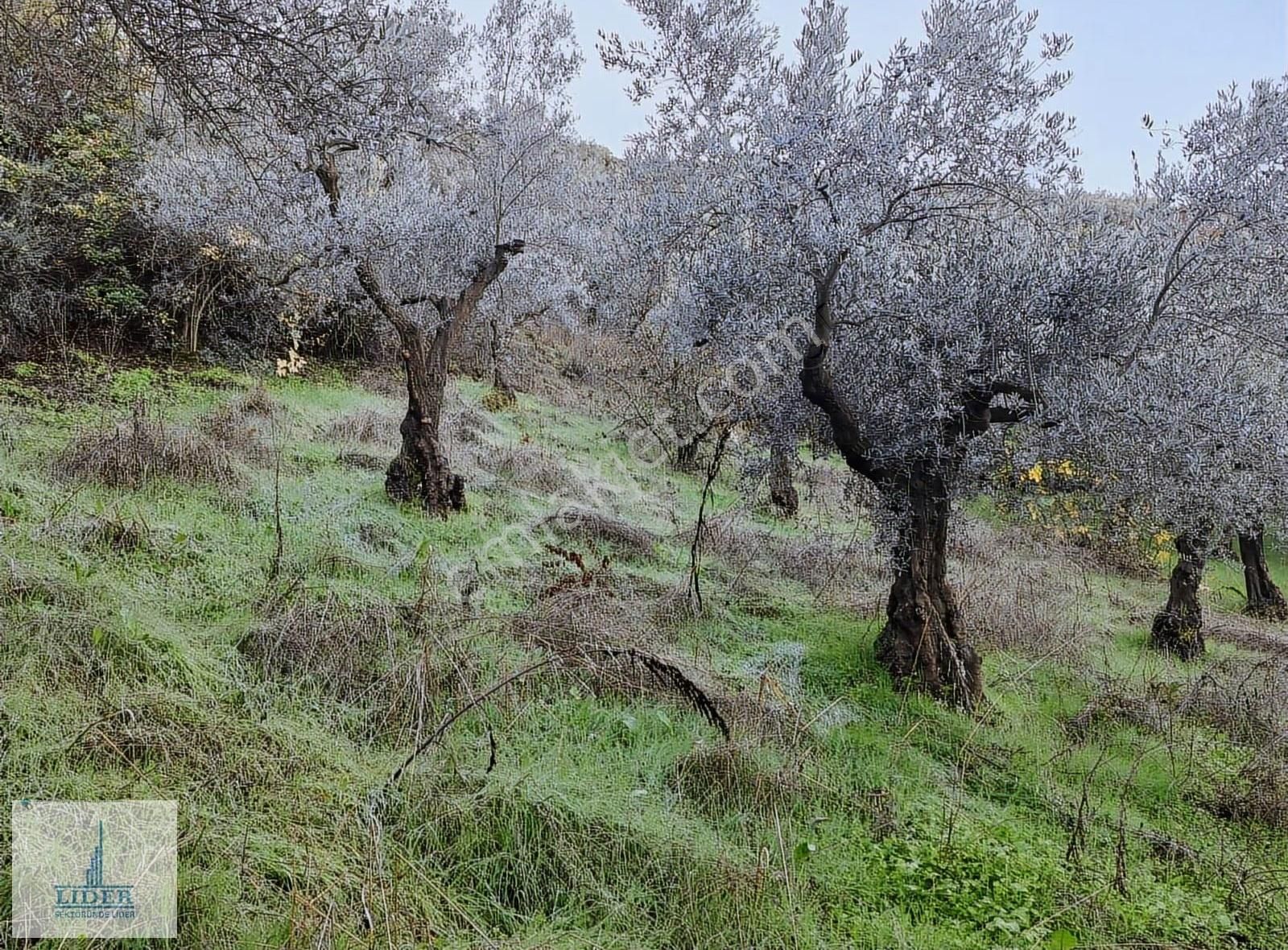 Bursa Orhangazi Heceler Mah.2270 M2 Yatırım İçin Uygun Zeytinlik - Görsel 15