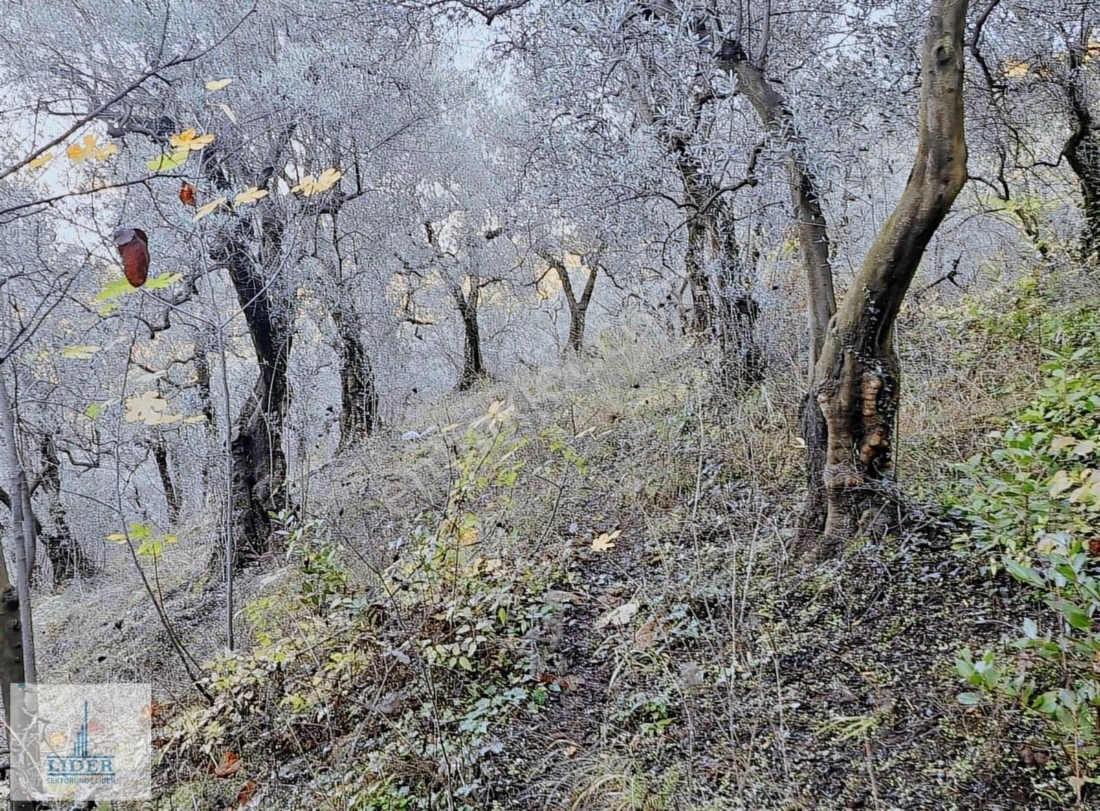 Bursa Orhangazi Heceler Mah.2270 M2 Yatırım İçin Uygun Zeytinlik - Görsel 17