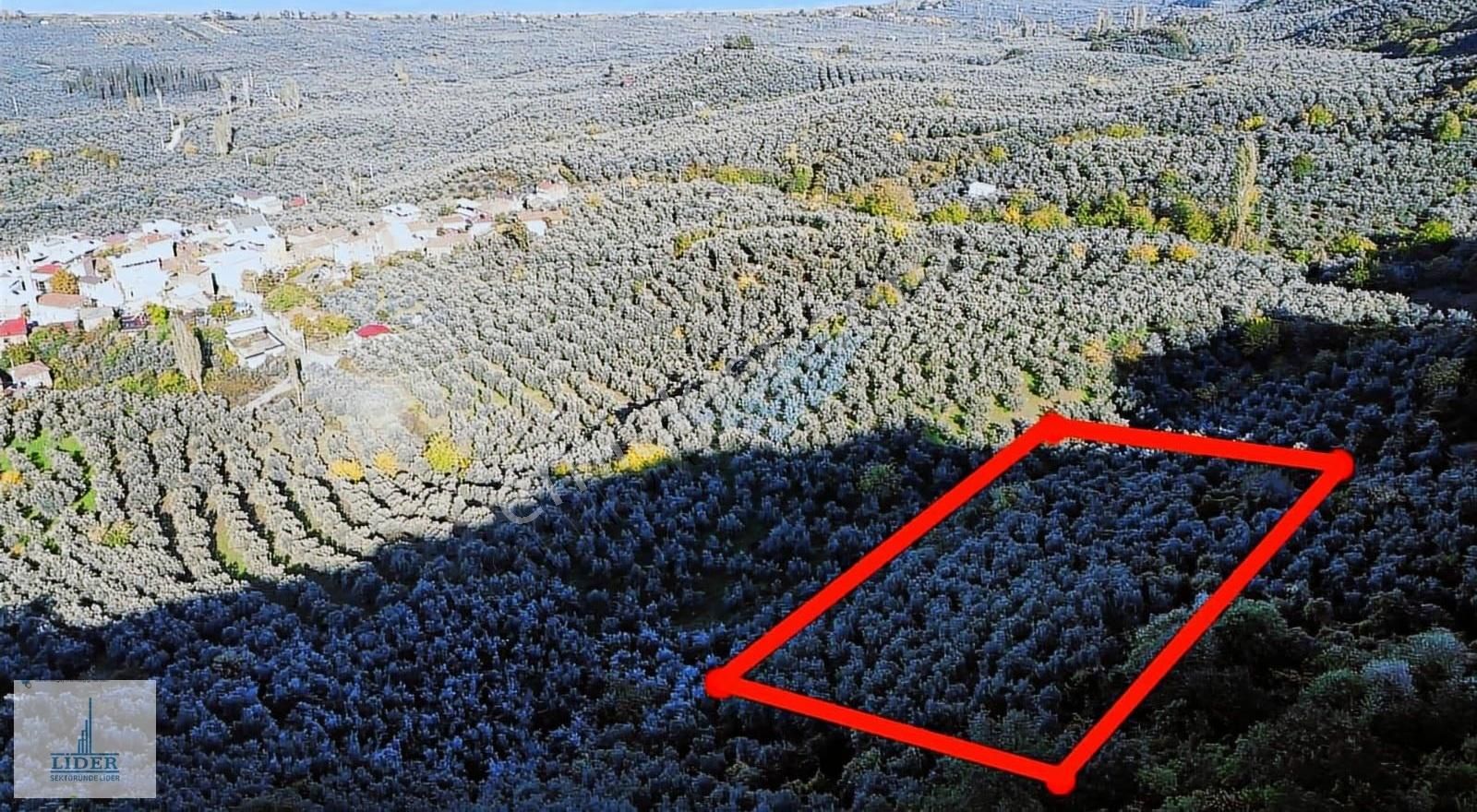 Bursa Orhangazi Heceler Mah.2270 M2 Yatırım İçin Uygun Zeytinlik - Görsel 6