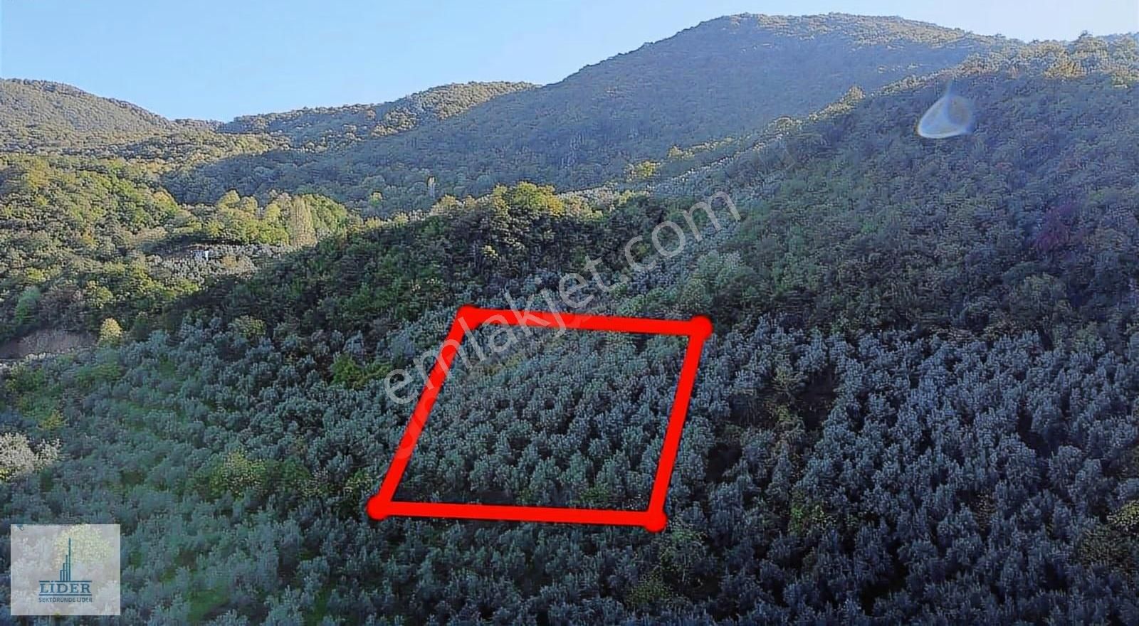 Bursa Orhangazi Heceler Mah.2270 M2 Yatırım İçin Uygun Zeytinlik - Görsel 23