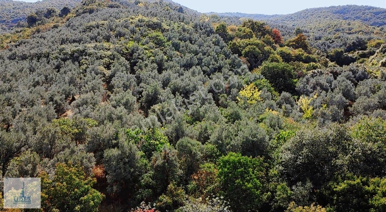 Bursa Orhangazi Heceler Mah.eşsiz Göl Manzaralı 3162m2 Zeytinlik - Görsel 12